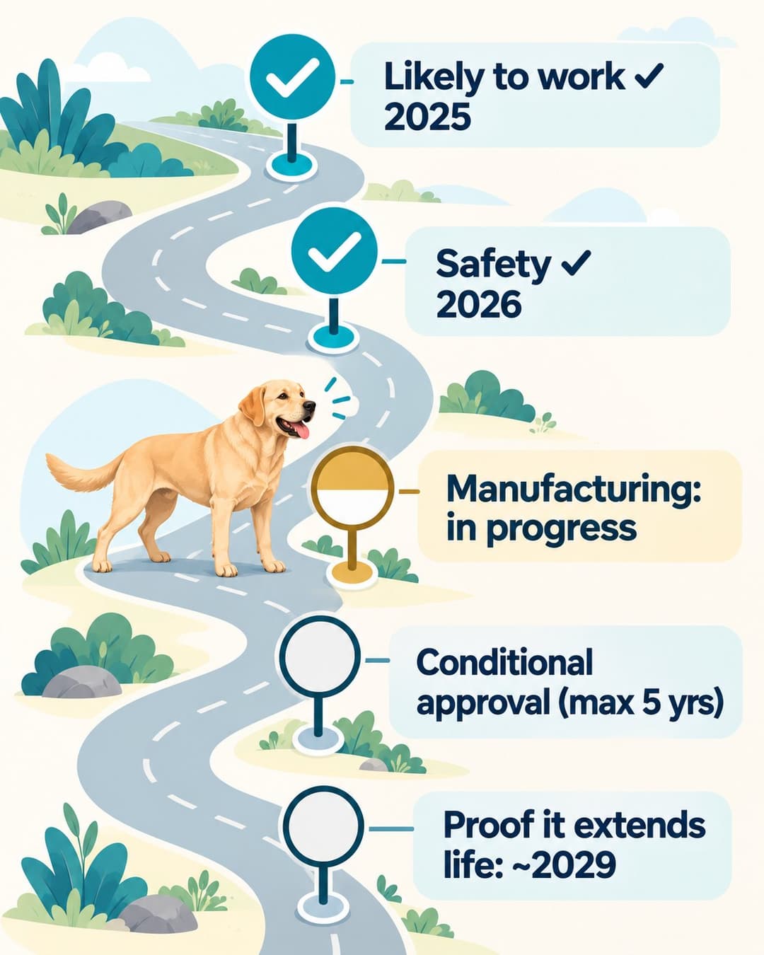 Illustrated winding road with five stops: likely to work, checked in 2025; safety, checked in 2026; manufacturing, in progress; conditional approval; and proof it extends life, around 2029